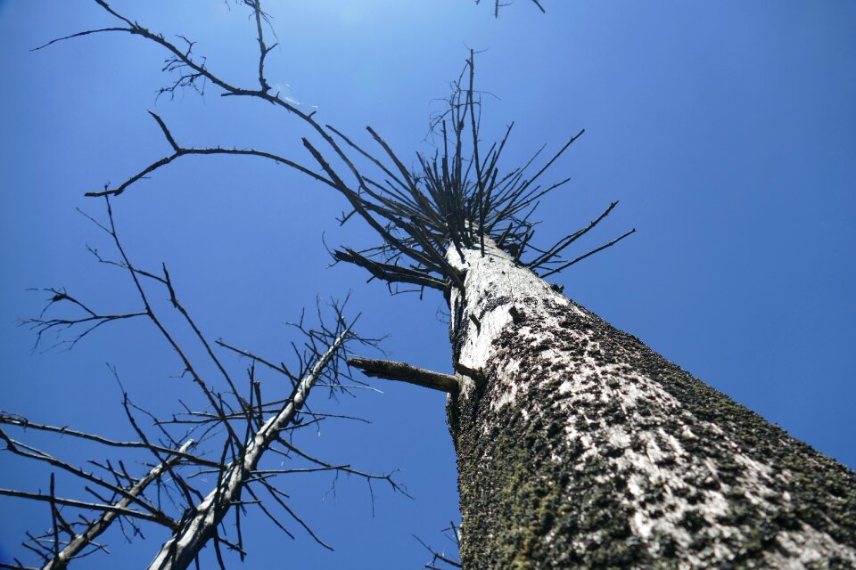 Death nature weathered