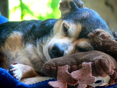 Pet cute canine