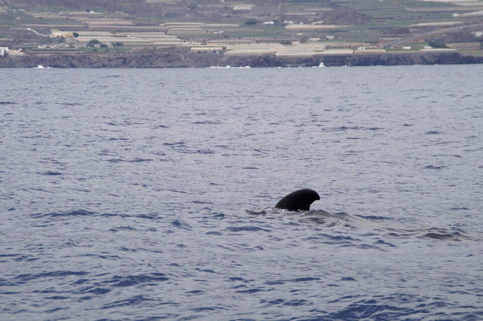 Sea ocean whale watching