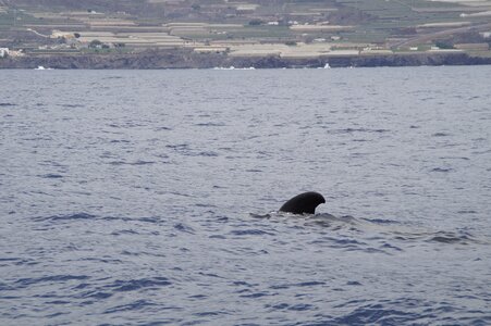 Sea ocean whale watching photo