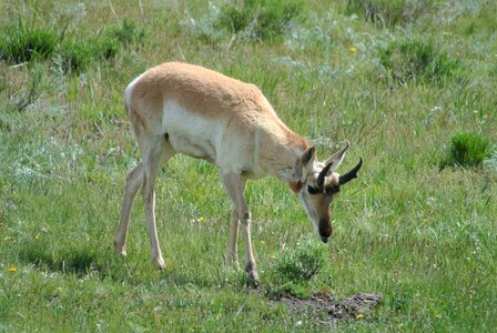 Yellowstone national park wildlife nature