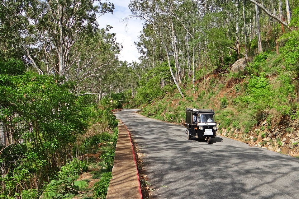 Forest deccan plateau karnataka