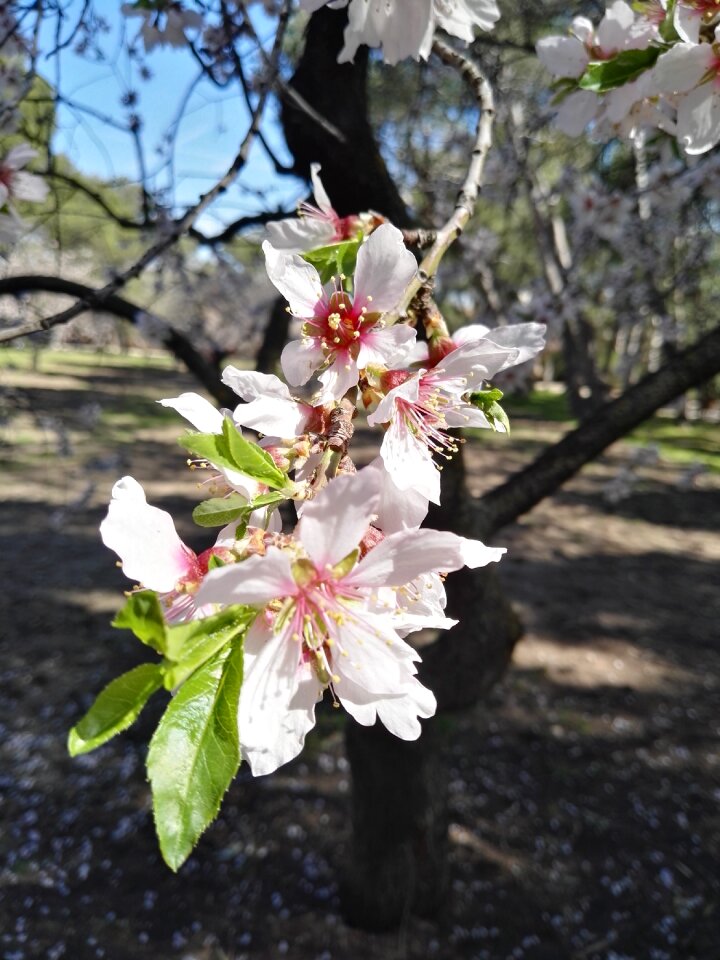 White tree spring