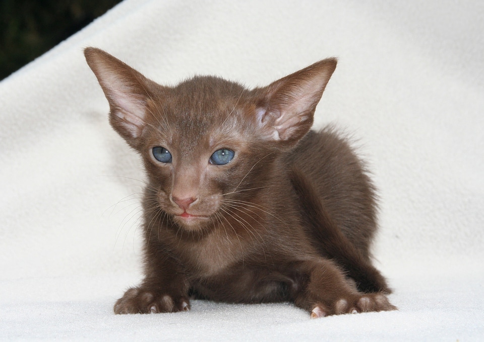Brown kitten oriental shorthair