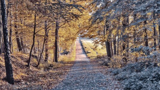 Autumn landscape forest photo