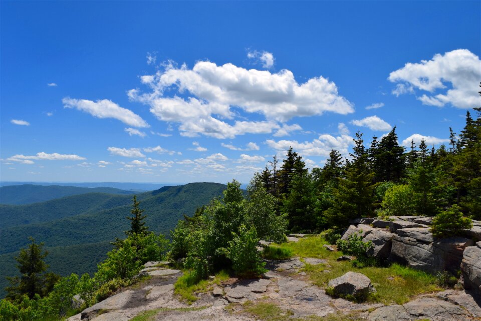 Trees pine landscape