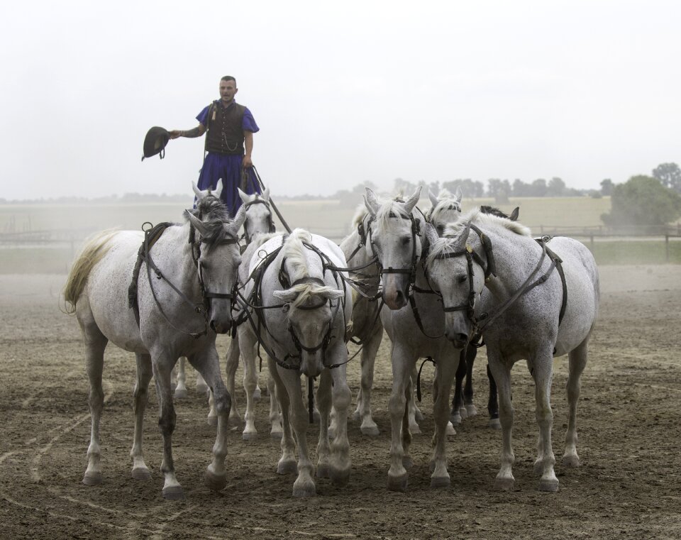 10 horses in hand collectively harnessed standing rider