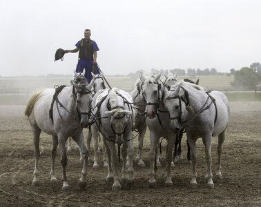 10 horses in hand collectively harnessed standing rider