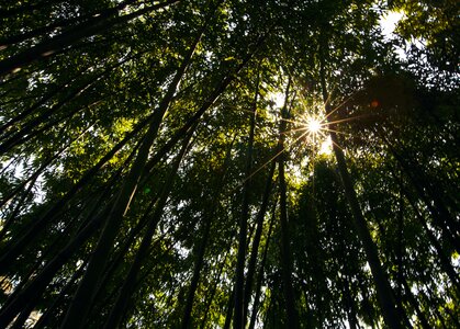 Bamboo the scenery shade photo