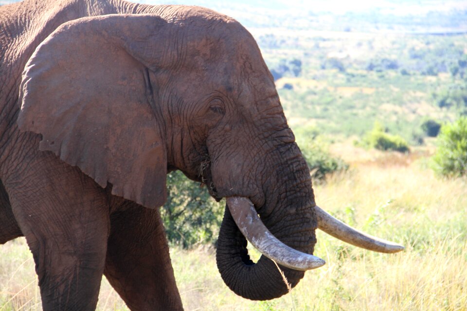 Pachyderm elephant big-five