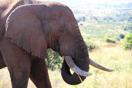 Pachyderm elephant big-five