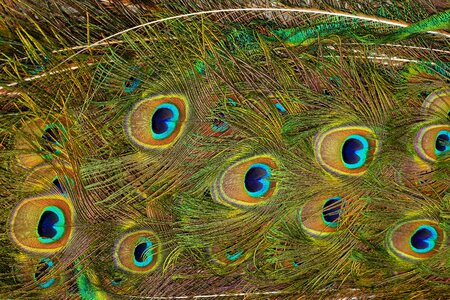 Colorful plumage iridescent photo