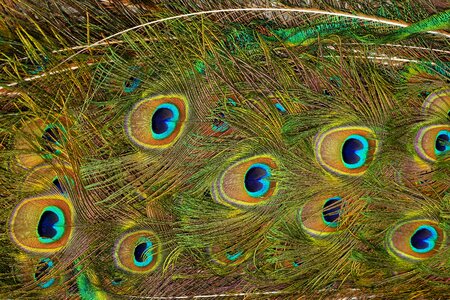 Colorful plumage iridescent