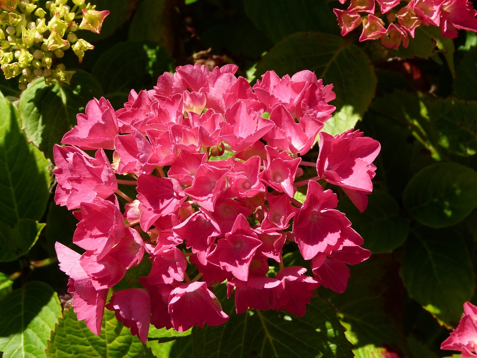 Plant natural blossom