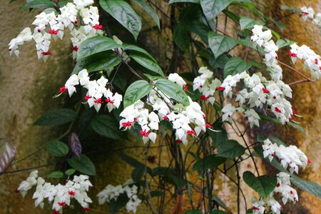 Flowers exotic tropical photo