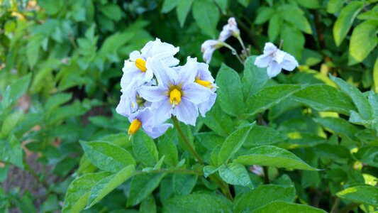 Plant summer vegetable