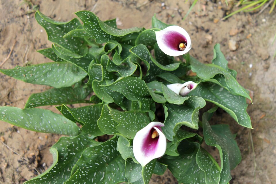 Garden flowering botany