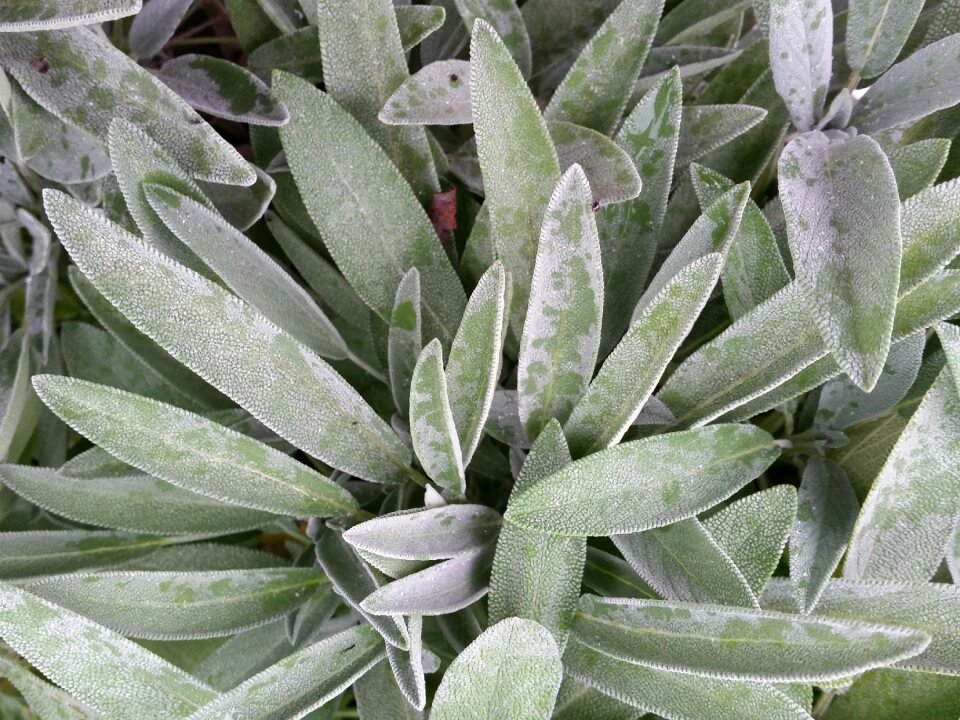 Leaf healthy plant photo