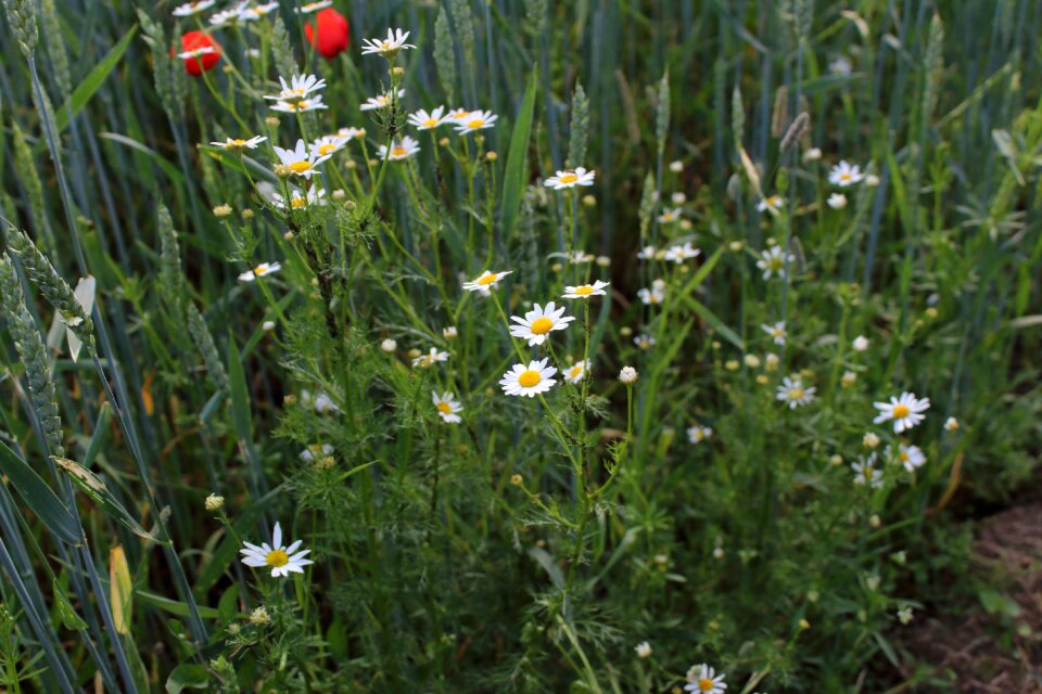 Field weeds daisies in a field