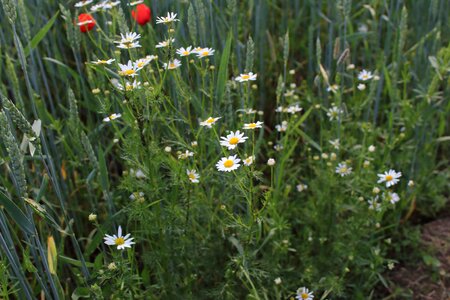 Field weeds daisies in a field