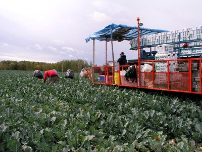 Fresh farming agriculture
