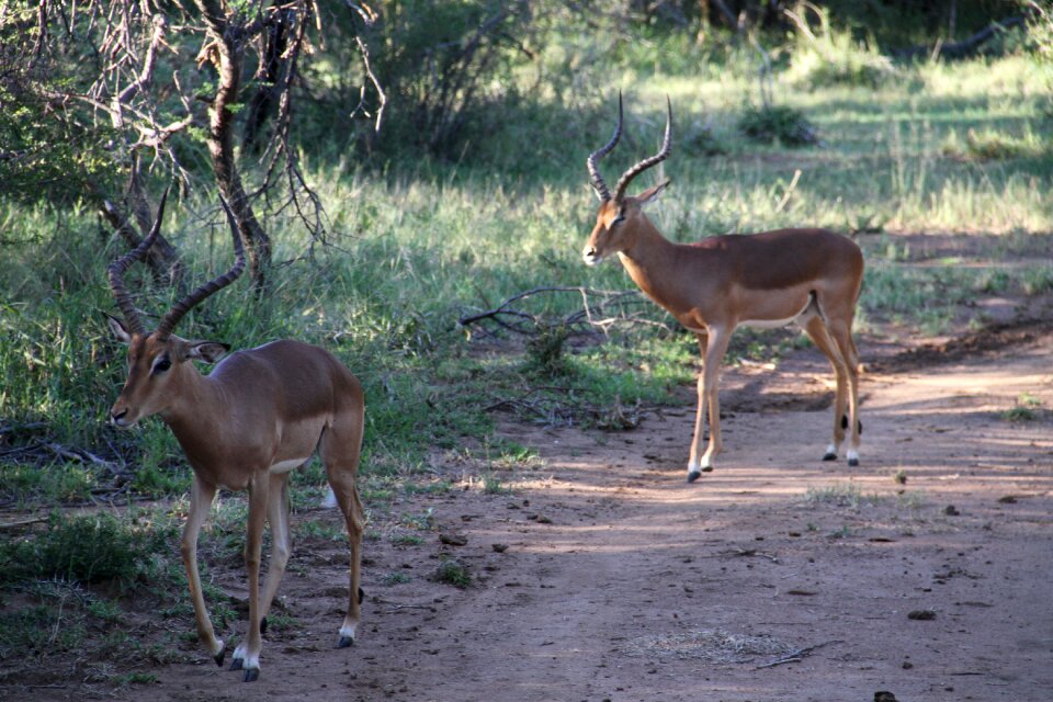 Animal outdoor bush