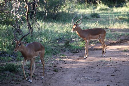 Animal outdoor bush