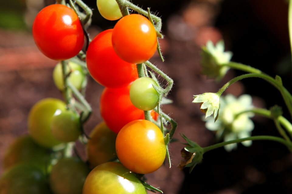 Tomatoes vegetables red