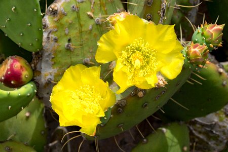 Bloom lanzarote spain