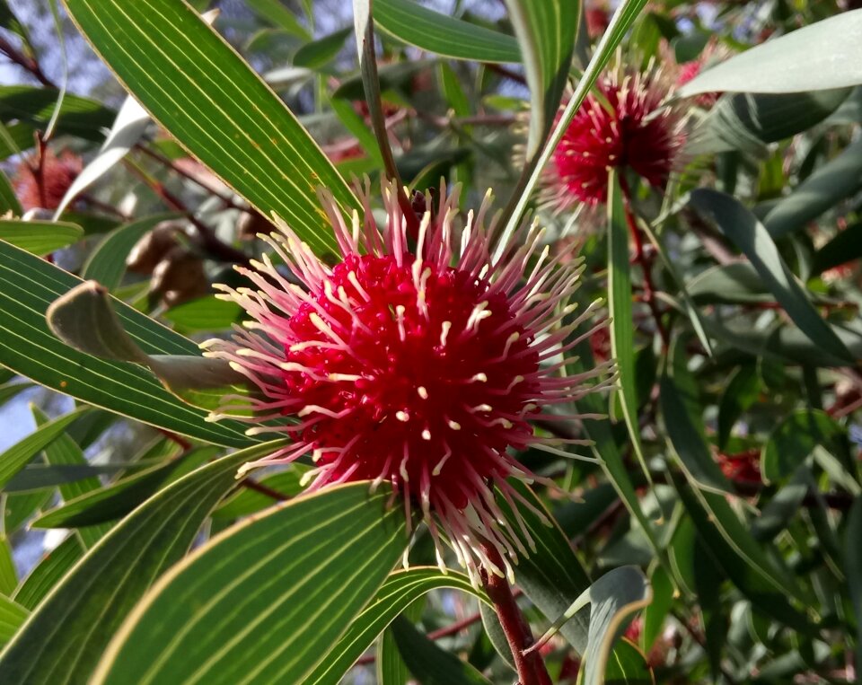 Globular inflorescence red