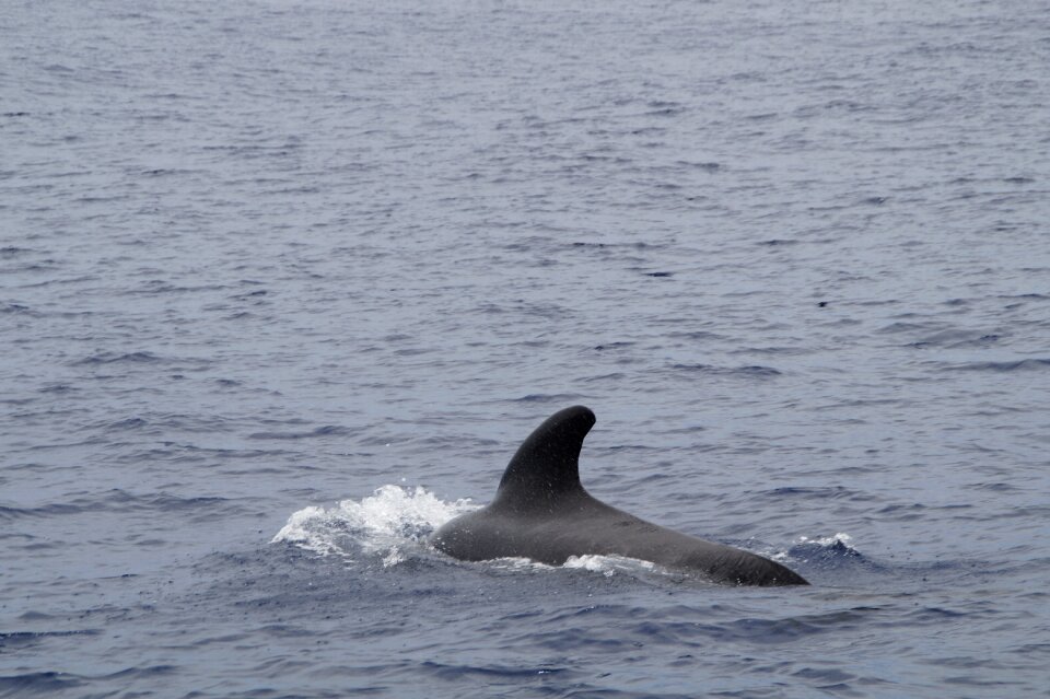 Marine mammals water meeresbewohner