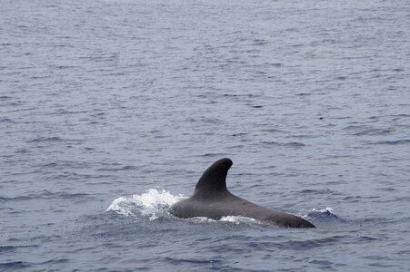 Marine mammals water meeresbewohner photo