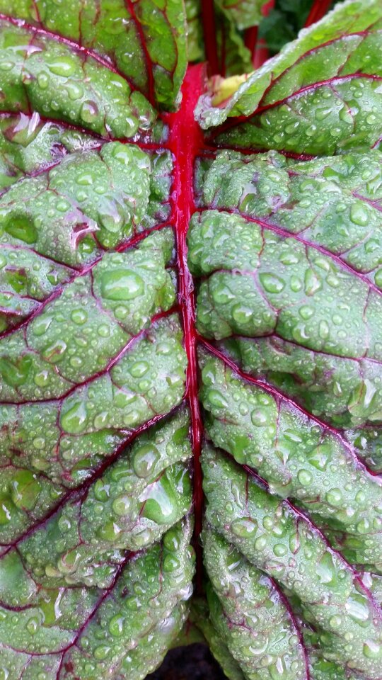 Food fresh organic