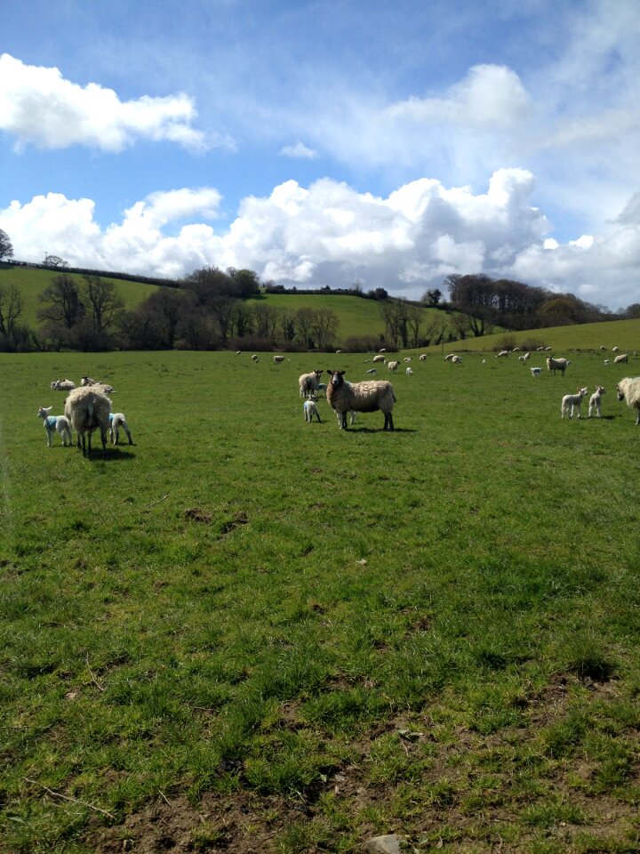 Devon sunshine
