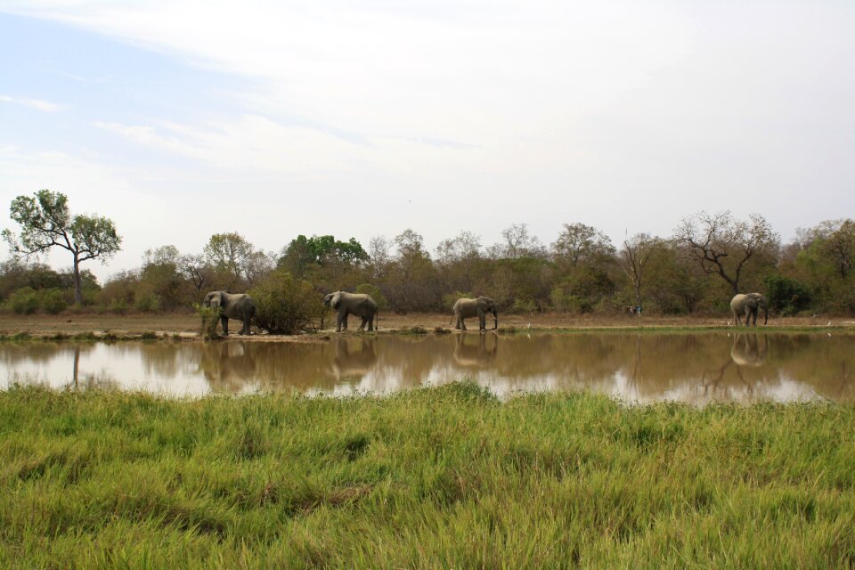 Natural reserve mole national park