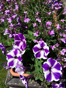Plant violet garden