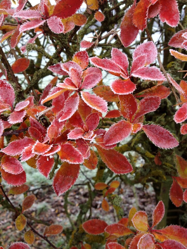 Nature leaves forest