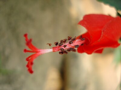 Red nature