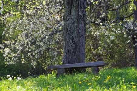Benches resting place leaves photo
