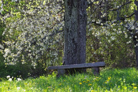Benches resting place leaves
