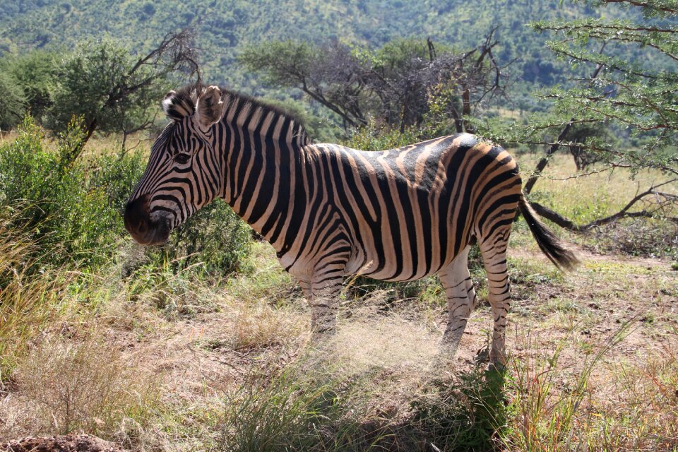 Animal outdoor bush