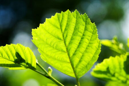 Backlighting structure macro
