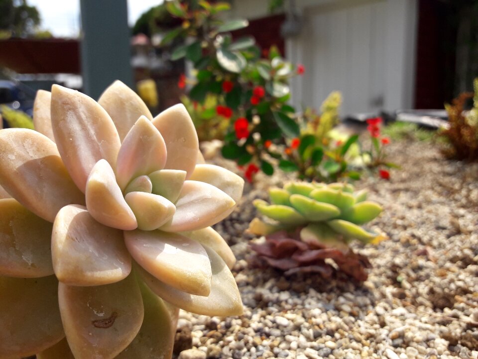 Growing succulent garden