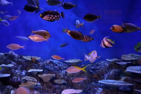 Aquarium fish water tank photo