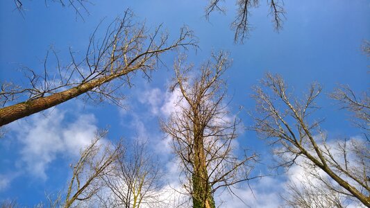 Nature trees forest photo