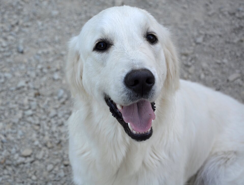 Domestic animal dog young