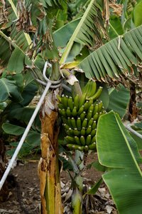 Hard banana shrub banana plant