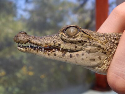 Crocodile cub mexico