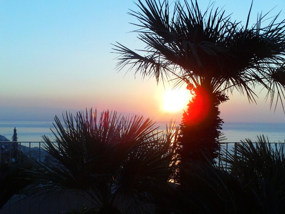 Setting sun evening sky frond