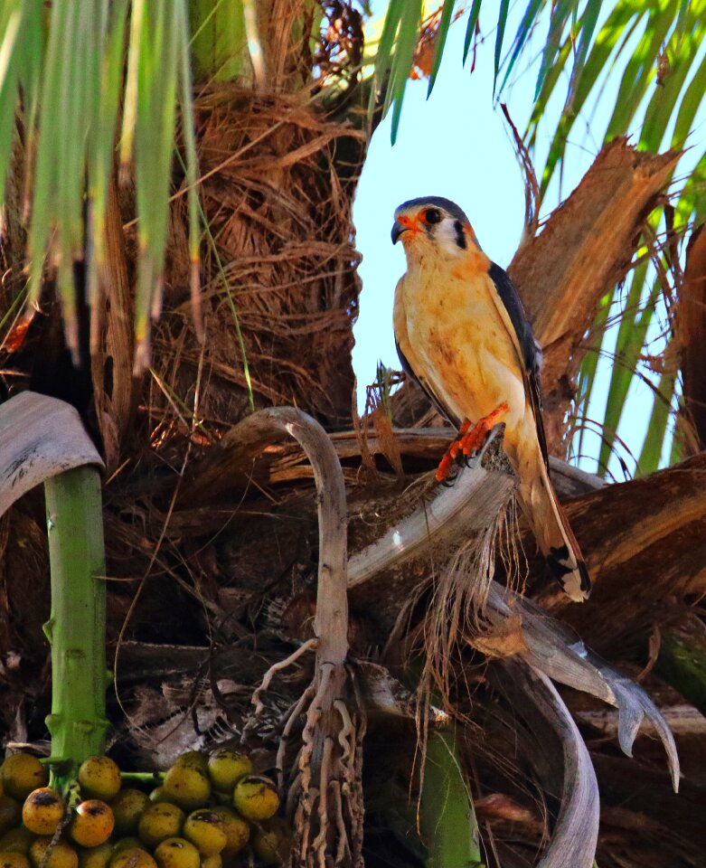 Palm nuts fronds raptor